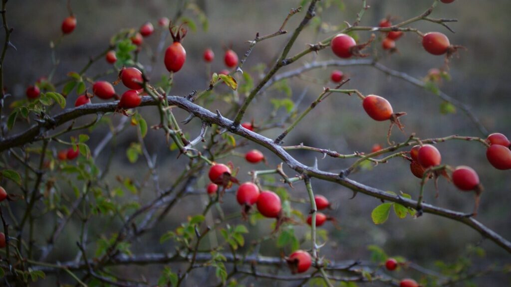 Le cynorrhodon est une énorme source de vitamine C, considérée comme l'un des meilleurs antioxydants qui soient.