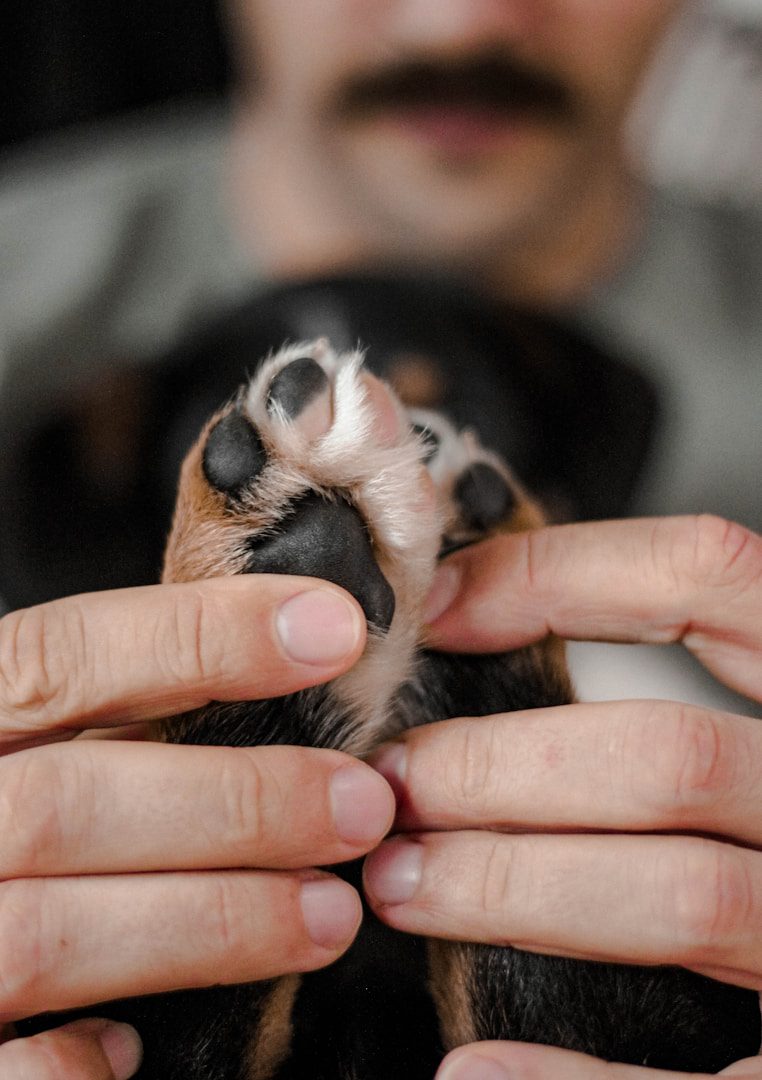 La douce odeur des pattes de chien est perçue différemment par chaque propriétaire, mais elle est le plus souvent décrite comme l'odeur du pop-corn. Mais la réalité n'est pas très attrayante.