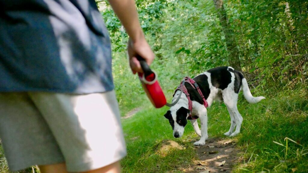 Avez-vous un chien à la maison et le promenez-vous ? Parfois, il renifle et refuse de déféquer. Mais ce n'est généralement pas grave.