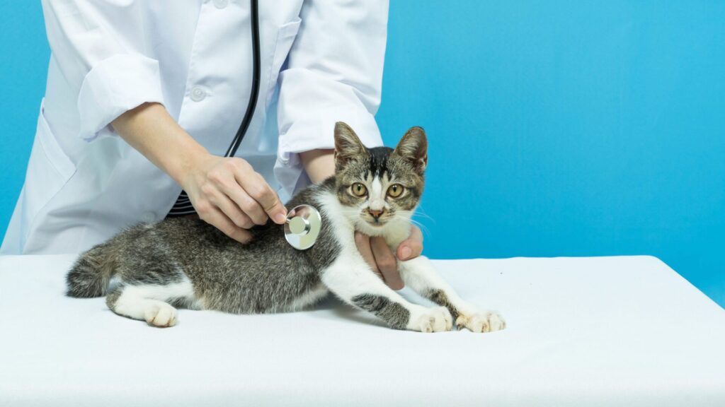 Vous est-il déjà arrivé que votre chat ait des haut-le-coeur, mais qu'il ne vomisse finalement pas ? Peut-être devriez-vous le faire examiner par un vétérinaire.