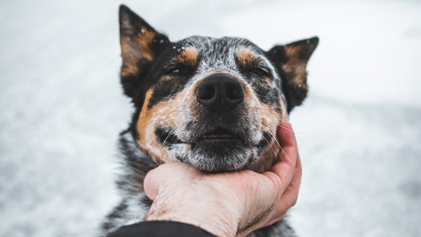Un chien n'est pas un tapis : arrêtez de le frotter comme un chiffon