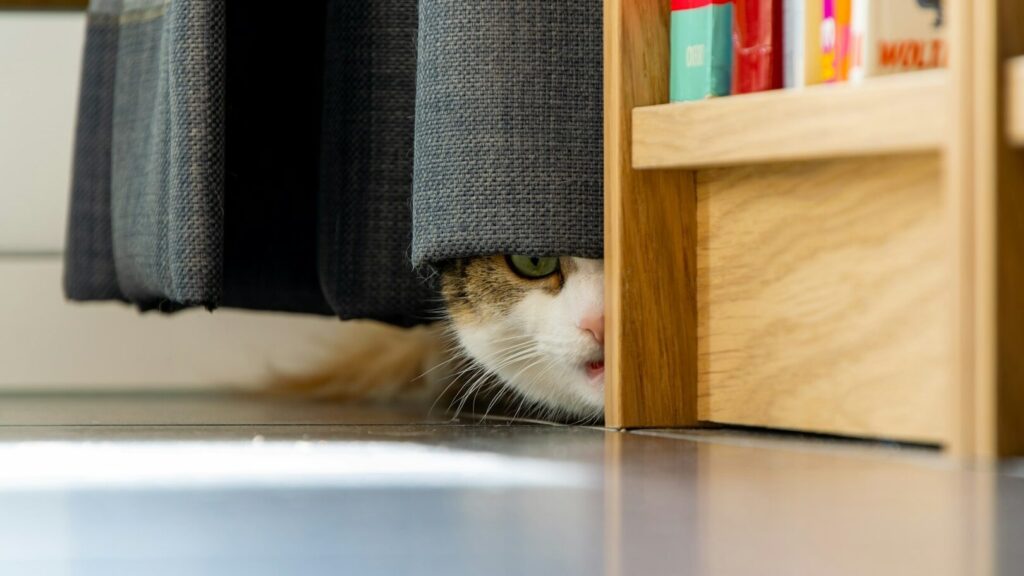 Le chat réagit-il de manière excessive ? Peut-être sent-il simplement quelque chose que vous ne sentez pas du tout.