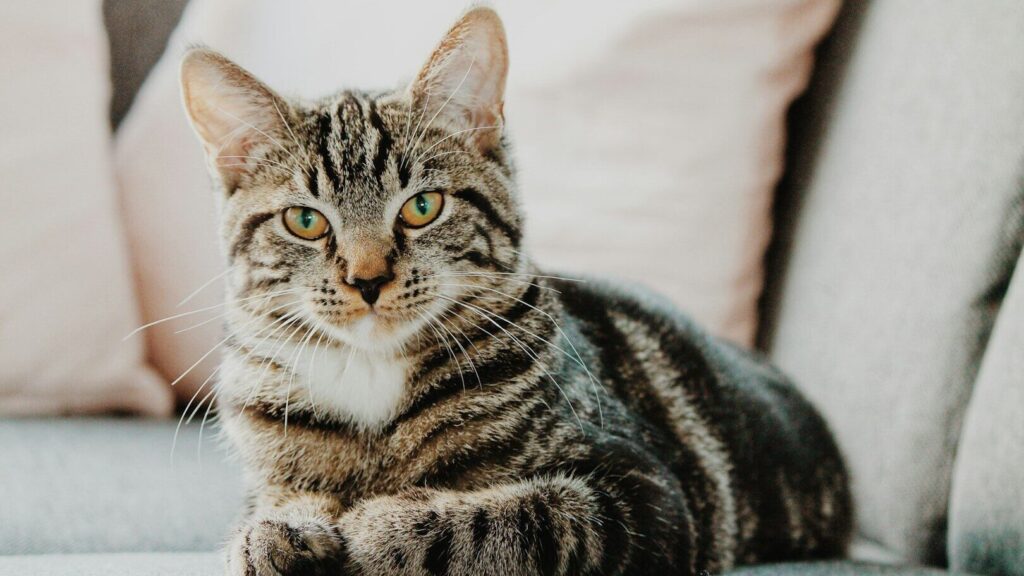 Les chats montrent leur amour à leurs maîtres de différentes manières. L'une d'entre elles est la bave. Comment cela se produit-il et pourquoi exactement ?