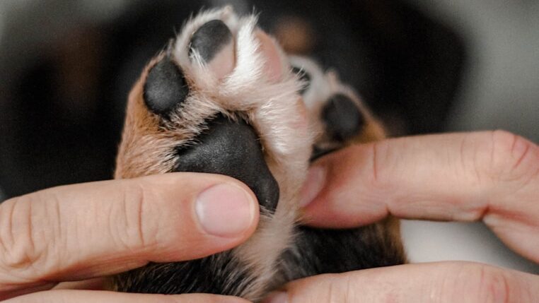 Les pattes des chiens sont très sensibles. Et certaines surfaces peuvent les blesser. Surtout en hiver.