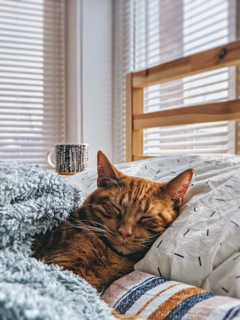 Chez les chats, une salivation excessive est parfois synonyme de satisfaction. Mais quand faut-il être prudent et aller plutôt chez le vétérinaire ?