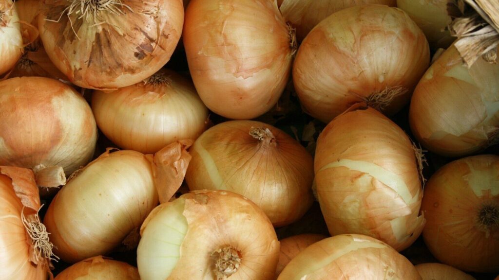 Vous avez peut-être inutilement sous-estimé l'oignon. Un gastro-entérologue montre ce qu'il peut faire à votre corps