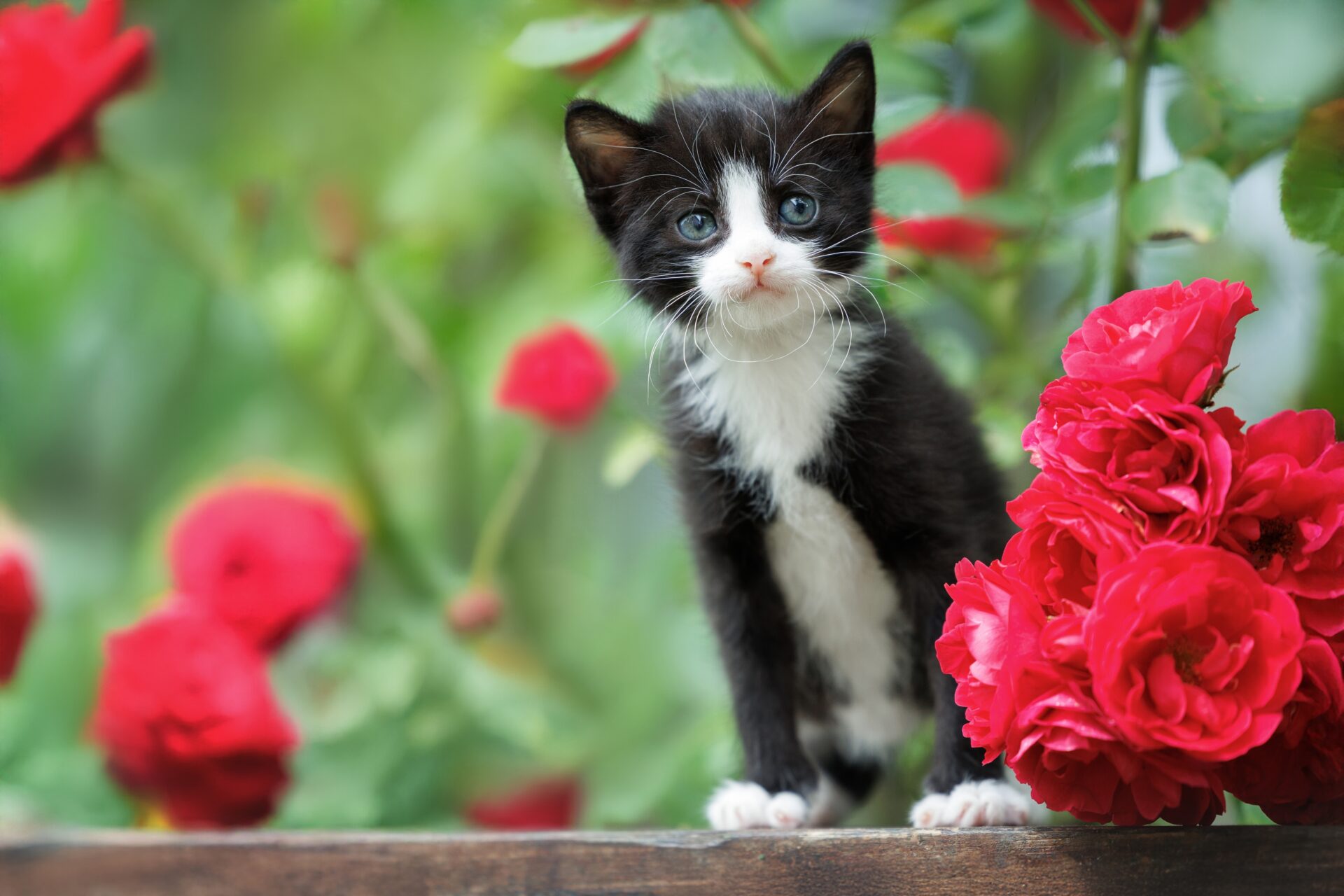 Les chatons sont ludiques et sauvages au cours des premiers mois.