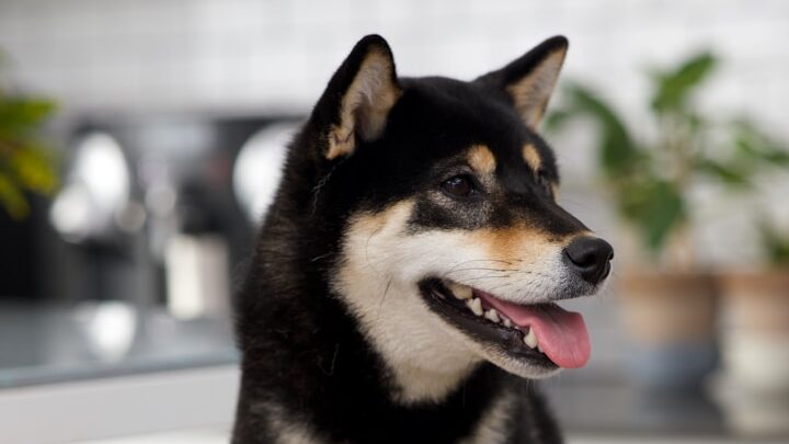 Races rares : presque personne ne connaît ces chiens