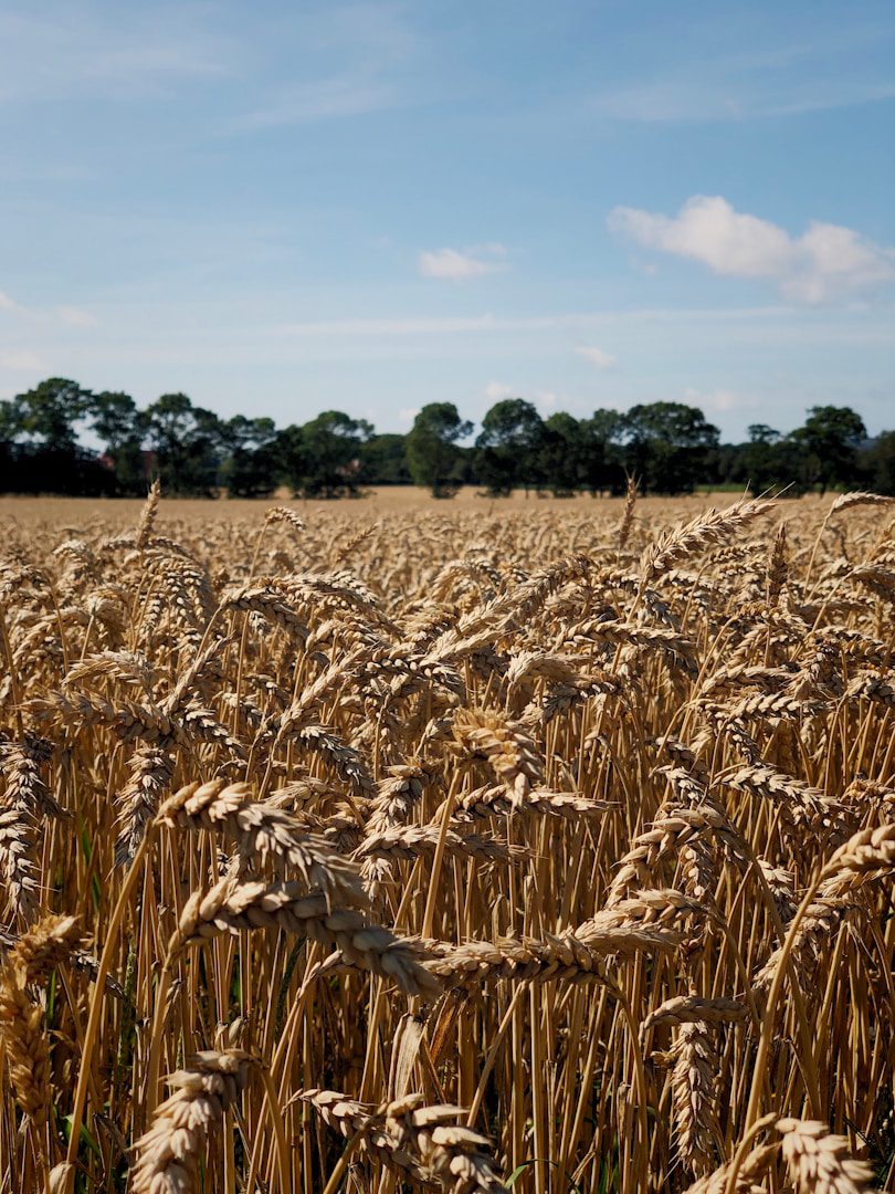 Saviez-vous que le riz peut facilement remplacer l'orge dans la cuisine ?
