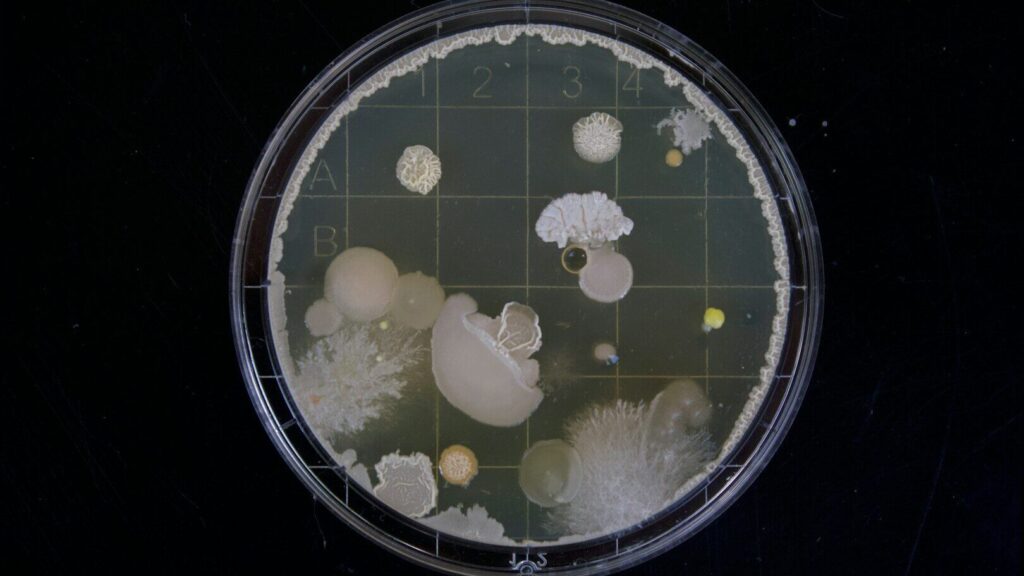 Les cellules cérébrales de la boîte de Petri sont apparemment capables de prendre des décisions. Elles perçoivent ce qui se passe autour d'elles et agissent en conséquence.