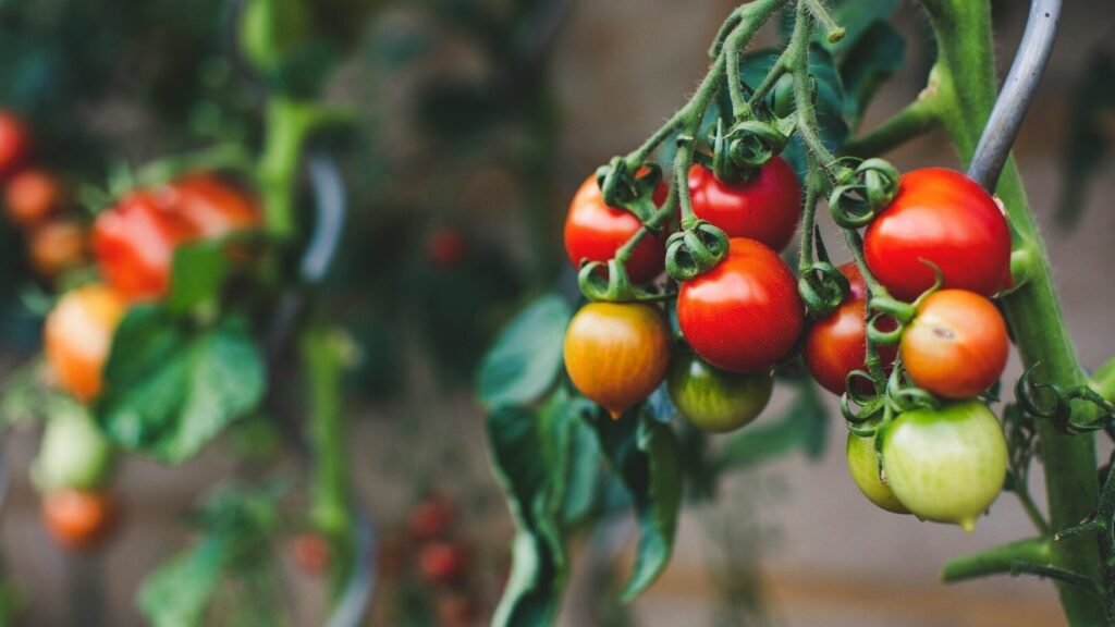 Vous devriez commencer à cultiver des tomates en intérieur dès le mois de mars si vous voulez obtenir une récolte abondante en été.