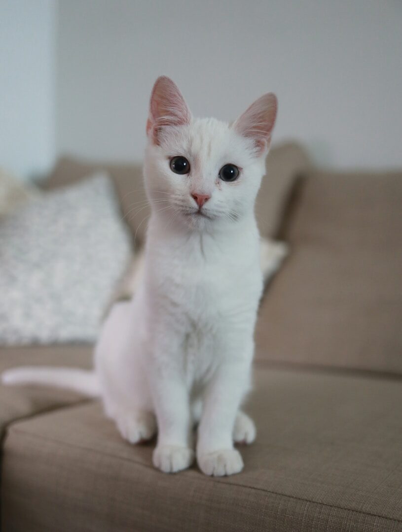 Le chat peut être stressé ou s'ennuyer. Plusieurs raisons peuvent expliquer qu'il vous attaque soudainement.