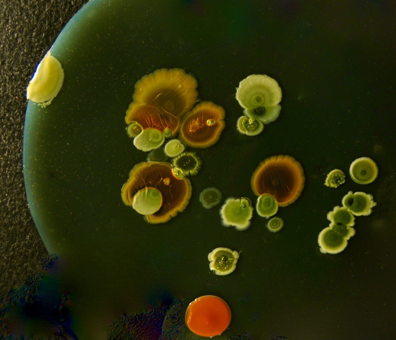 Bien qu'aucun joueur ne soit visible, les décisions sont prises par l'ordinateur. Décisions prises par des cellules cérébrales humaines vivantes dans une boîte de Petri.