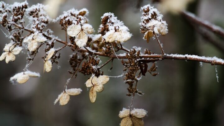Après un hiver froid, les hortensias peuvent souffrir du gel. Cela ne signifie pas qu'ils ne deviendront pas des plantes saines.