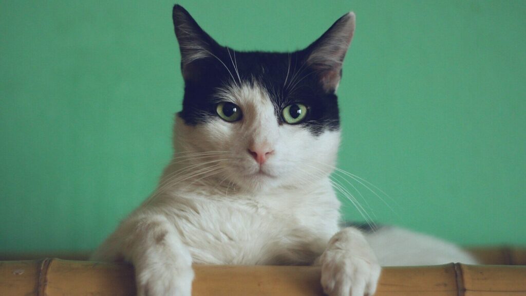 Bien qu'un chat puisse sembler être un animal calme, il peut, avec le temps, devenir une bête agressive. Il y a plusieurs raisons à cela.