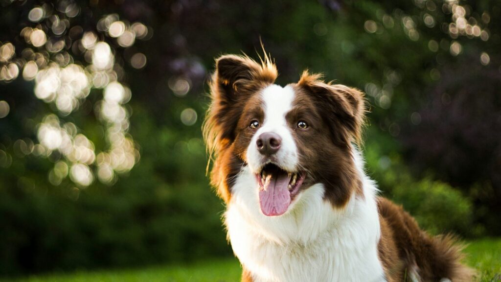 Les vétérinaires expliquent pourquoi un chien peut vous suivre partout dans la maison