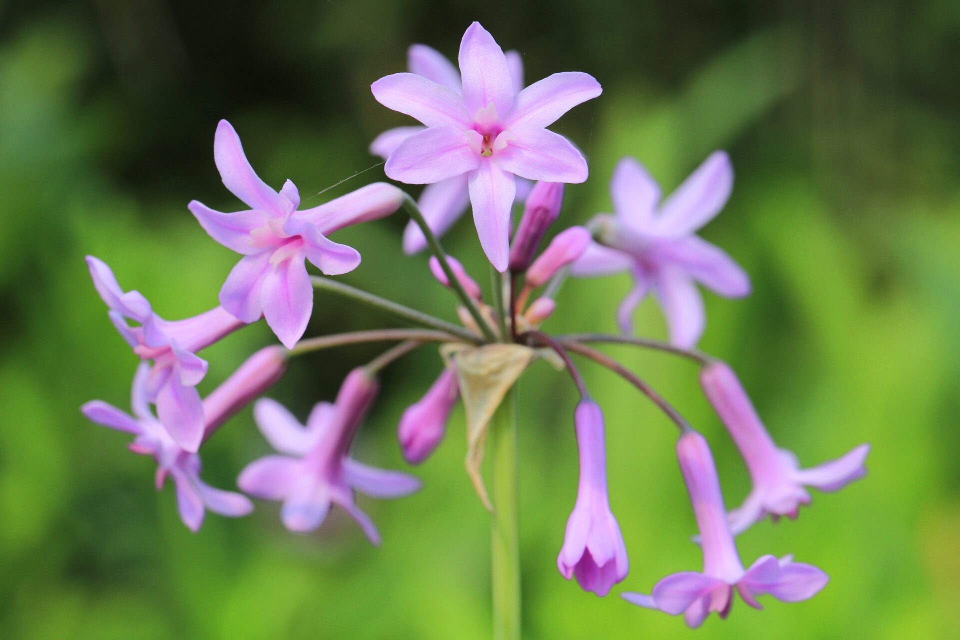 La tulbagia a de belles fleurs violettes.