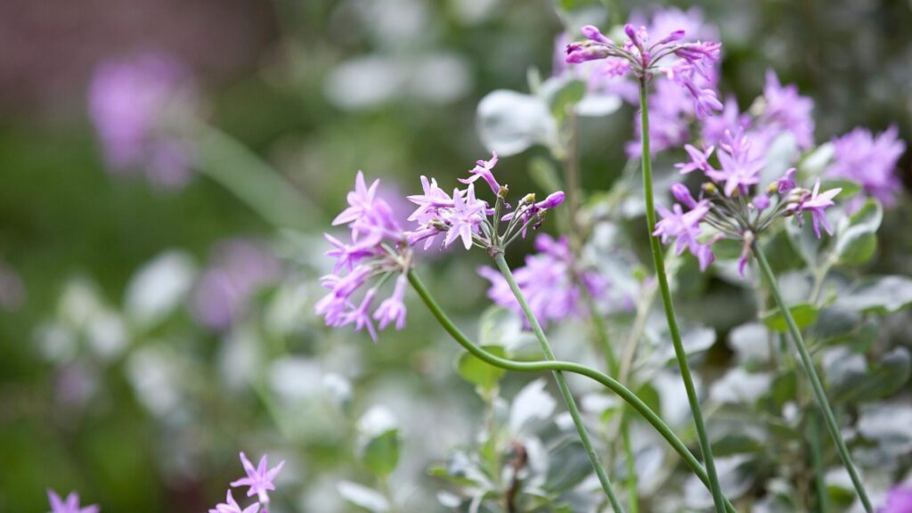La violette Tulbagia est recommandée comme répulsif naturel contre les gorges, les campagnols et les serpents.