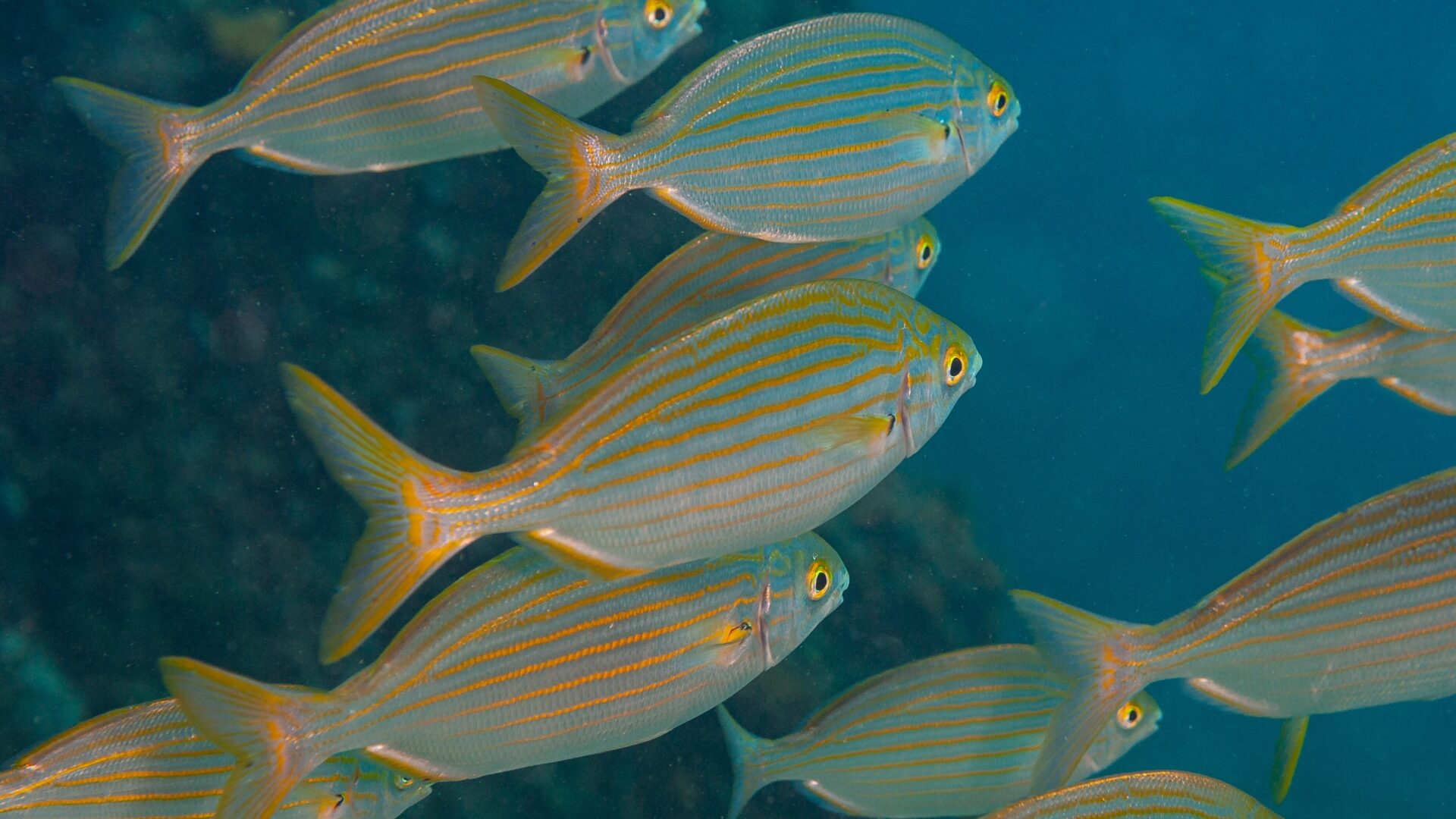 Sarpa salpa est un poisson qui provoque des hallucinations.
