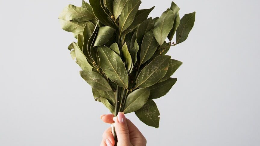 Arrêter les mites : Oublier la naphtaline - Pourquoi les feuilles de laurier sont bien plus efficaces dans le placard