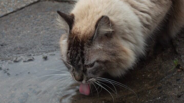 L'endroit où vous placez le bol d'eau de votre chat à la maison, ou le nombre de bols que vous avez à la maison, peut modifier la façon dont votre chat mange et boit.
